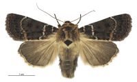 Proteuxoa sanguinipuncta (female). Noctuidae: Amphipyrinae. 