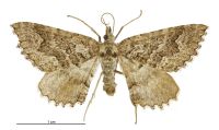 Austrocidaria lithurga (female). Geometridae: Larentiinae. 