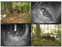 <strong>Fig. 1</strong> Scavengers extraordinaire – trail camera images of resident and released wild pigs feeding on possum carcasses, showing how a single tuberculous possum carcass can infect a large number of pigs.
