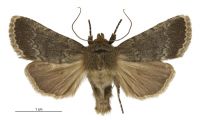 Bityla sericea (male). Noctuidae: Amphipyrinae. 