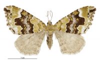 Hydriomena purpurifera (female). Geometridae: Larentiinae. 