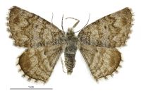 Dasyuris austrina (female). Geometridae: Larentiinae. 