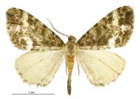 Pseudocoremia lactiflua (male). Geometridae: Ennominae. 