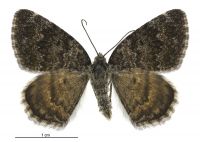 Dasyuris anceps grisescens (female). Geometridae: Larentiinae. 