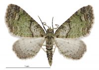 Chloroclystis inductata (male). Geometridae: Larentiinae. 