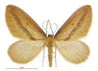 Epiphryne charidema autocharis (male). Geometridae: Larentiinae. 