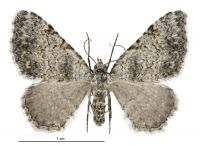 Helastia mutabilis (female). Geometridae: Larentiinae. 
