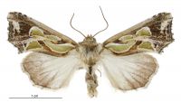 Cosmodes elegans (male). Noctuidae: Amphipyrinae. Regular migrant to New Zealand