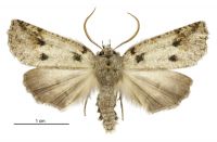 Declana floccosa (male). Geometridae: Ennominae. 