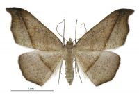 Sarisa muriferata (female). Geometridae: Ennominae. 