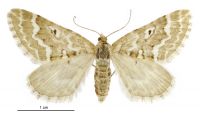 Asaphodes declarata (female). Geometridae: Larentiinae. 