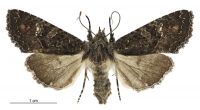 Meterana ochthistis (female). Noctuidae: Noctuinae. 