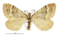 Asaphodes recta (male). Geometridae: Larentiinae. 