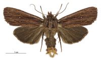 Tmetolophota steropastis (male). Noctuidae: Noctuinae. 