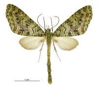 Tatosoma tipulata (male). Geometridae: Larentiinae. 