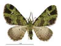 Pasiphila malachita (female). Geometridae: Larentiinae. 