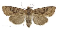 Meterana tartarea (female). Noctuidae: Noctuinae. 