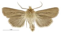 Tmetolophota toroneura (male). Noctuidae: Noctuinae. 