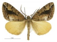 Pseudocoremia amaculata (male). Geometridae: Ennominae. 