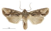 Graphania mutans (male). Noctuidae: Noctuinae. 
