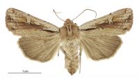 Tmetolophota atristriga (female). Noctuidae: Noctuinae. 