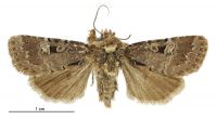 Andesia s.l. pessota (male). Noctuidae: Noctuinae. 