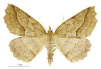 Ischalis variabilis (female). Geometridae: Ennominae. 