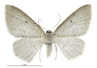 Poecilasthena pulchraria (female). Geometridae: Larentiinae. 
