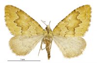 Asaphodes philpotti (female). Geometridae: Larentiinae. 
