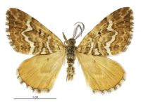 Asaphodes citroena (male). Geometridae: Larentiinae. 