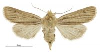 Tmetolophota toroneura (female). Noctuidae: Noctuinae. 
