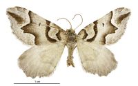 Helastia expolita (male). Geometridae: Larentiinae. 
