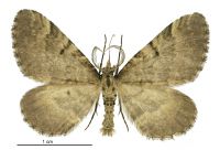 Asaphodes aegrota (male). Geometridae: Larentiinae. 