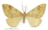 Asaphodes prymnaea (female). Geometridae: Larentiinae. 