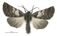 Declana griseata (male). Geometridae: Ennominae. 