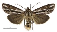 Tmetolophota similis (male). Noctuidae: Noctuinae. 