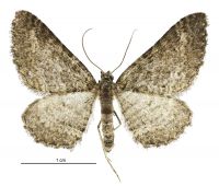 Hydriomena clarkei (male). Geometridae: Larentiinae. 