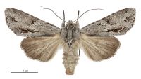 Graphania ustistriga (female). Noctuidae: Noctuinae. 