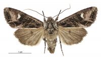 Graphania insignis (female). Noctuidae: Noctuinae. 