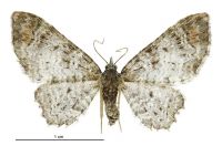 Pasiphila aristias (female). Geometridae: Larentiinae. 