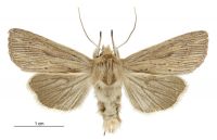 Tmetolophota arotis (male). Noctuidae: Noctuinae. 