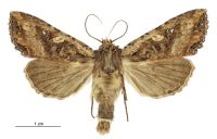 Meterana stipata (male). Noctuidae: Noctuinae. 