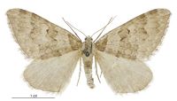 Xanthorhoe frigida (female). Geometridae: Larentiinae. 