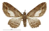 Chloroclystis filata (female). Geometridae: Larentiinae. 