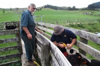 Steve Fagan and his son Philip drenching cattle.