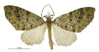 Tatosoma monoviridisata (female). Geometridae: Larentiinae. 