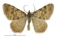 Asaphodes omichlias (male). Geometridae: Larentiinae. 