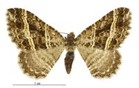 Chrysolarentia subrectaria (female). Geometridae: Larentiinae. 