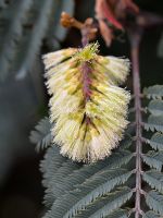 <em>Paraserianthes lophantha</em> (brush wattle) Image © Murray Dawson 