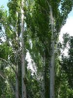 <em>Populus alba</em> (European white poplar) Image © Murray Dawson 